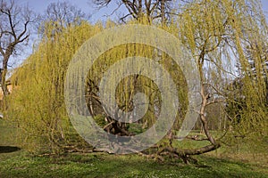 Weeping willow tree in the park