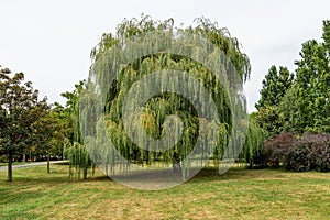 Weeping willow tree on Park in Kikinda, Serbia