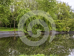 Weeping willow tree reflected in a pond