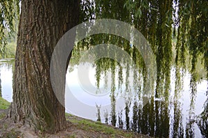 A weeping willow tree is reflected in the water of a still, calm lake