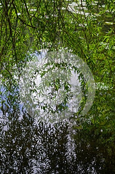 Weeping Willow tree reflections on a lake