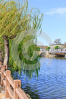 Weeping Willow tree the river of Japan bridge of Himeji Castle.