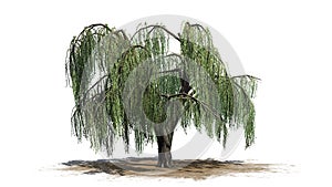 Weeping willow tree on a sand erea