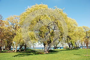 Weeping willow tree scene