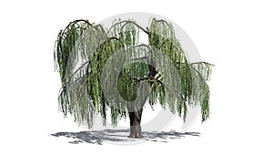 Weeping willow tree with shadow on the floor
