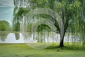 Weeping Willow Tree on a Small Pond photo