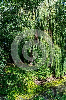 Weeping willow tree in the forest at a small creek