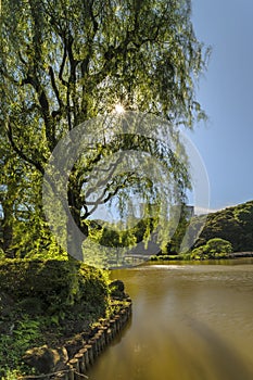 Weeping willow tree on the Upper Pond and wooden bridge in the p