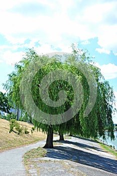 Weeping willow tree