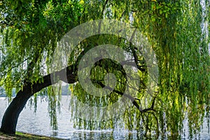 Weeping willow tree