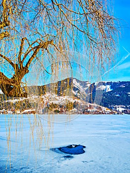 Weeping willow tree at Zeller see lake, Zell am See, Austria