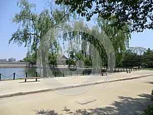 Weeping Willow Trees On The Edge Of A Lake In Seoul, South Korea