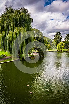Weeping willow trees and a pond in the Boston Public Garden.