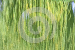 Weeping willow trees reflected on a river, reflection in the water in autumn