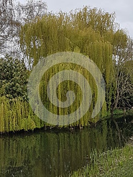 Weeping Willow trees by a suffolk river