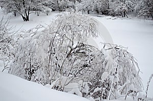 Weeping willow under the weight of snow