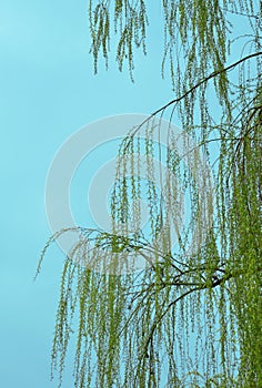 Weeping willow. Weeping willow foliage