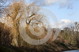 Weeping willow in winter photo