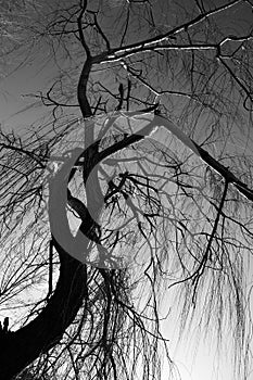 Weeping willow in winter