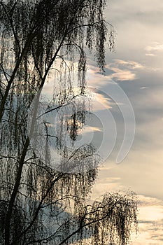 Weeping willow in the winter sun