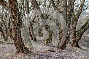 Weeping willow with yellow branches in early spring on the riverbank. The thick trunks are overgrown with moss. Early spring