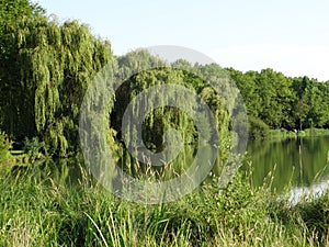 Weeping willows along the waterside photo