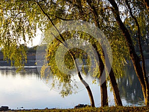 Weeping willows bent to the river in the sunshine