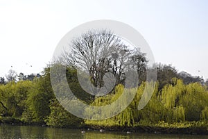 Weeping willows and other trees at St Albans park