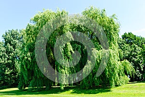 Weeping willows, Salix alba Tristis