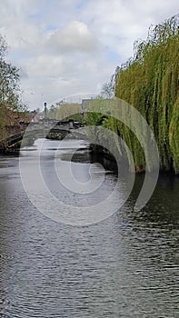 Weeping Willows and Whitefriars Bridge, River Wensum, Norwich, Norfolk, England