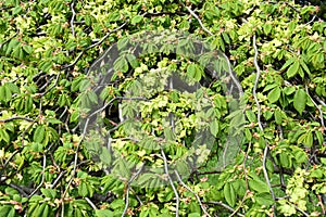 Weeping Wych Elm