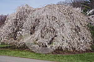 Weeping Yoshino cherry tree in blossom