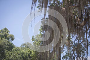 Weepy Spanish Moss hanging from a tree in a tropical rainforest setting in the south