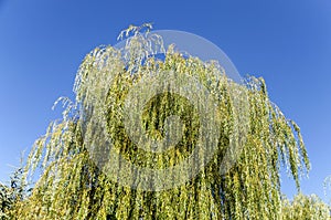 Weepy willow in the heavenly background