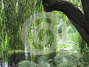 Weepy willow tree on water