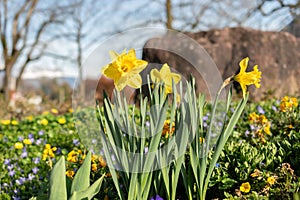 Daffodil flowers in Weesen in Switzerland