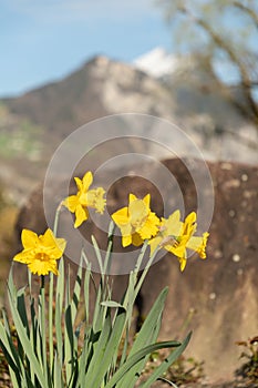 Daffodil flowers in Weesen in Switzerland