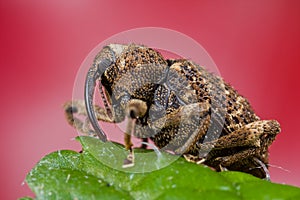 A weevil