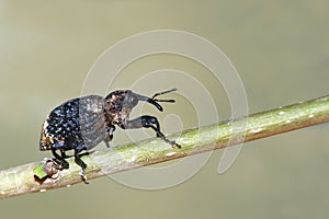 Weevil