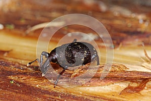 Weevil