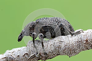 Weevil Beetle