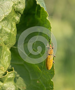 Weevil beetle climbing on green leaf