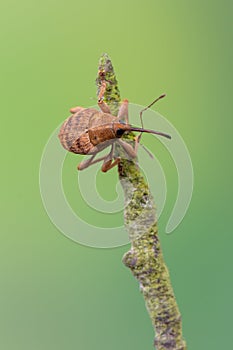 A weevil beetle - Curculio venosus