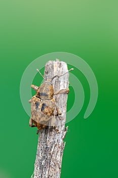 A weevil beetle - Curculio venosus