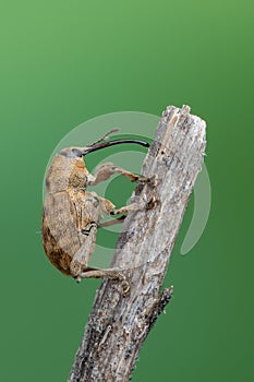 A weevil beetle - Curculio venosus