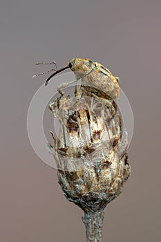 A weevil beetle - Curculio venosus