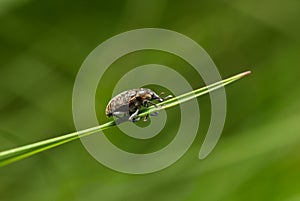 Weevil beetle on grass