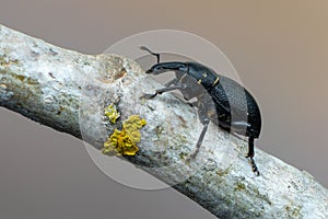 A weevil beetle - Liparus coronatus