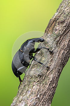 A weevil beetle - Liparus coronatus