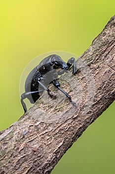 A weevil beetle - Liparus coronatus